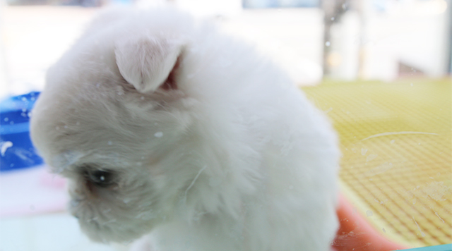 BOB애완동물아울렛