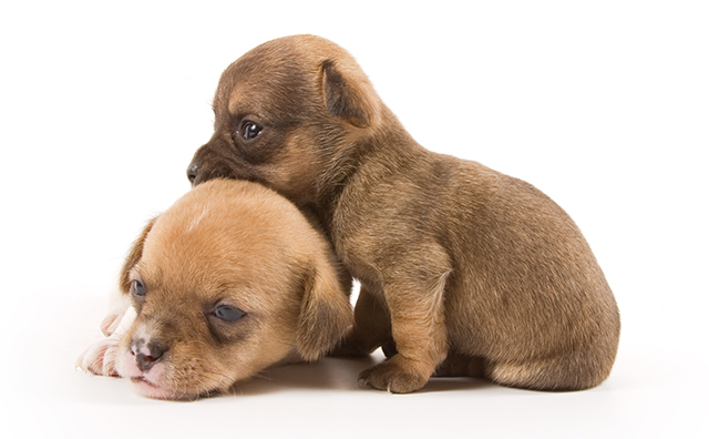 BOB애완동물아울렛