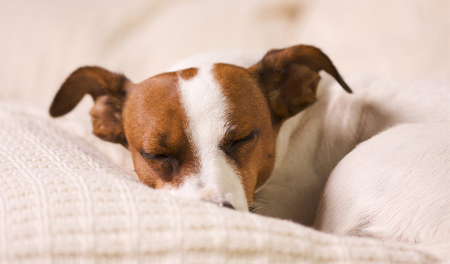 BOB애완동물아울렛