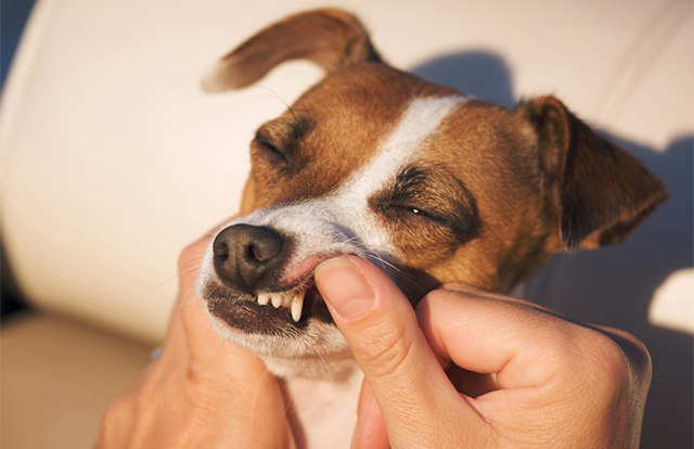 BOB애완동물아울렛