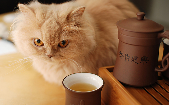 BOB애완동물아울렛