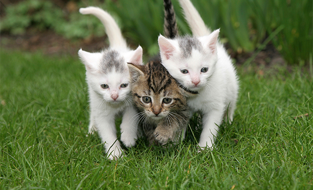 BOB애완동물아울렛